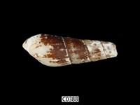 藏品(網蜷)的圖片